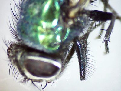 Gebruik de digitale microscoop en onderzoek insecten, natuur of je eigen vingers